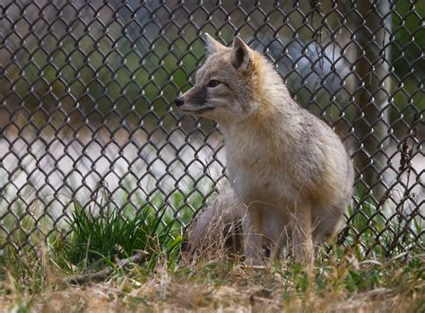 Wolves 1 Hour Loop 的图像结果