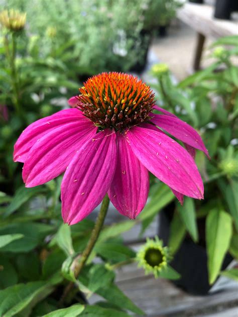 Full Sun Perennial Flowers 15 Full Sun Perennials For Your Garden