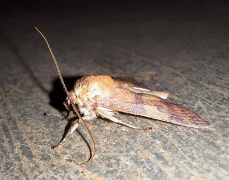 Carea obsolescens | Moths