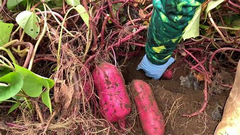 国庆节回乡下菜地挖红薯，几分钟就收获10几斤，太好挖了_凤凰网视频_凤凰网