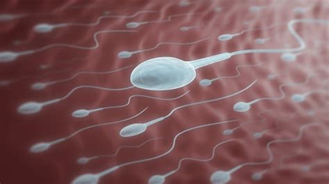 मनुष्य के शरीर में स्पर्म कैसे बनता है - How To Make Sperm In Human ...