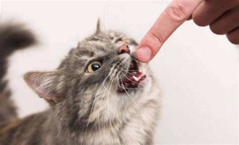 猫咪爱咬人怎么办？教你6招，戒掉猫咪的坏习惯