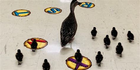 Hen calls elementary school home for 5 years, walks with ducklings in ...