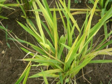 Agriculture :: Physical Disorder Agri Crops