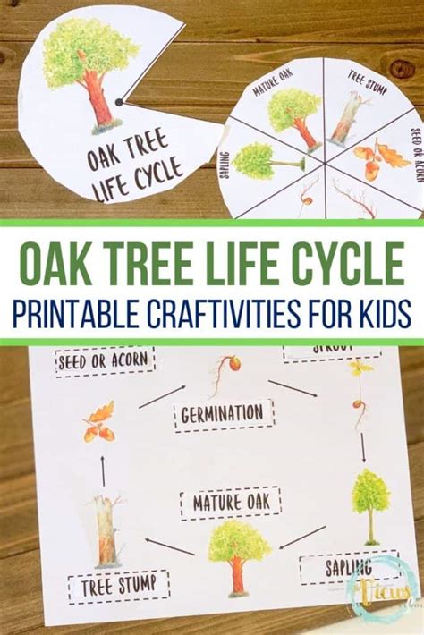 Oak Tree Life Cycle Printable Story Wheel - Views From a Step Stool - Worksheets Library