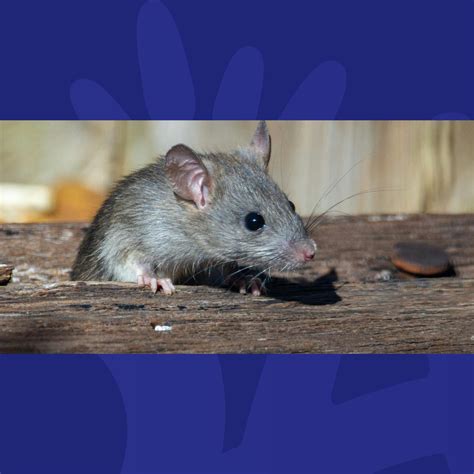 Gift Grub: There's A Rat In RTÉ! - The Ian Dempsey Breakfast Show ...