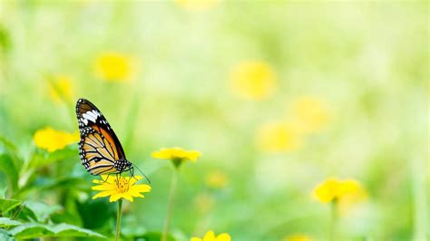 [100+] Butterfly On Flower Wallpapers | Wallpapers.com
