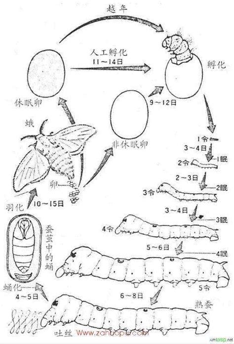 如图是家蚕的发育过程图，根据图回答问题：（1）家蚕的一生要经过哪几个发育时期______（2）家蚕的幼虫和_百度知道