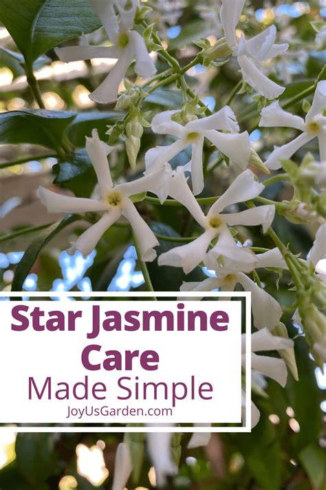 Star Jasmine Care and Growing Tips (Complete Guide) | Jasmine plant ...