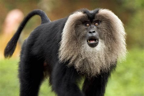 Lion-Tailed Macaque faces threat from human interaction, study revealed ...