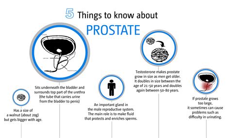 What Is Prostate Called In Gujarati at Edward Cramer blog
