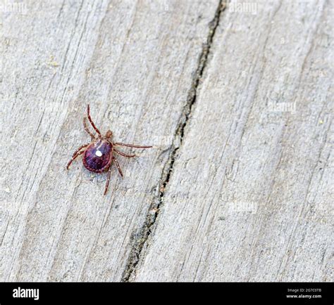 The white spot on its back identifies this tick as a female Long Star ...