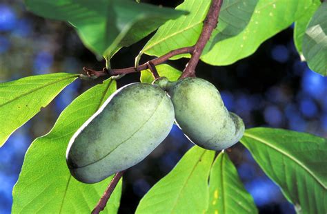Pawpaw, A Re-emerging Wild Fruit Favorite - Eat The Planet