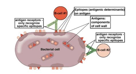 Image result for Mechanism of Microbial Pathogenicity