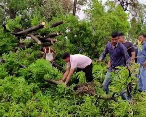 100-metre rule could devastate Aravalis, risk biodiversity and ...