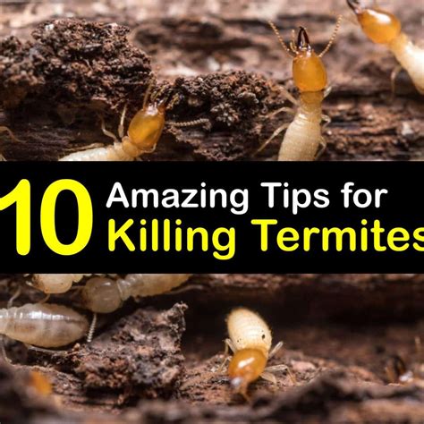 What Kills Termites