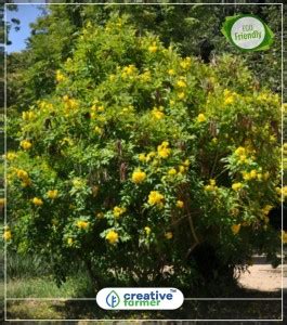 creative farmer Ornamental Flowering Tree Tecoma Stans Flowering ...
