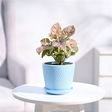 Buy Syngonium Pink Plant | Vibrant, Low-Maintenance, and Ready to ...