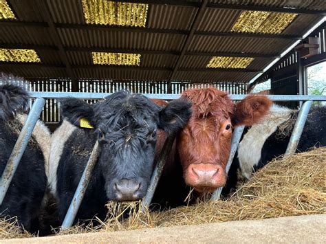 Meet the Cows 2025, Howes retreat Felden Lane HP3 0BY, Hemel Hempstead ...