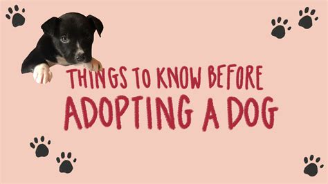 Benefits Of Adopting A Dog Vs Buying at Zane Stirling blog