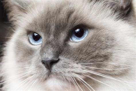 Image result for Ragdoll Engine GUI Script