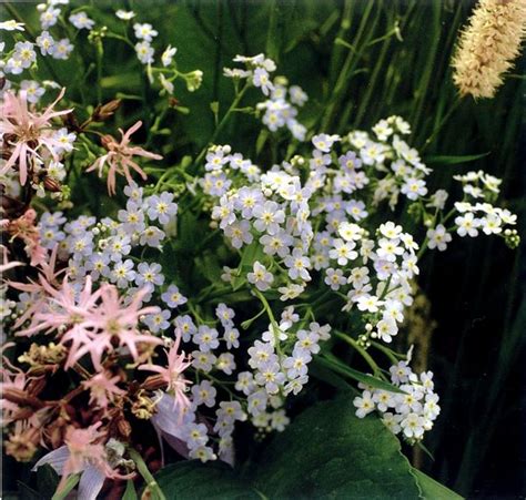 Lasting remembrance, spiritual meaning of flower, The Mother