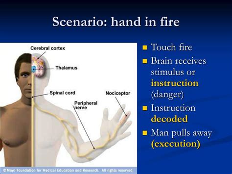 Fetch Execute Cycle Animation 的图像结果