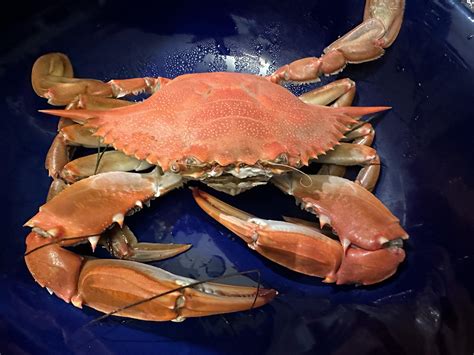 Blue Crab (cooked) : r/orange