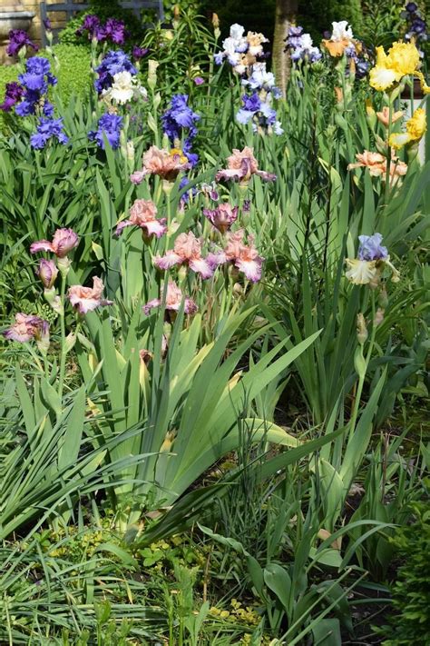 Image result for Iris Form Classification Example