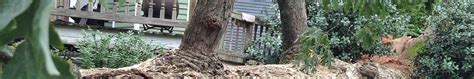 Image result for Alpharetta Tree Service