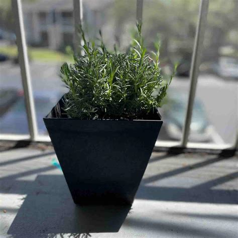 Light Requirements For Your English Lavender