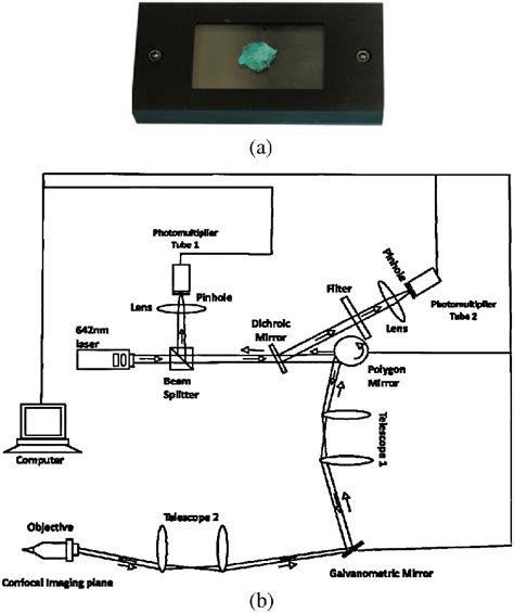 Image result for Brain Tissue Sample