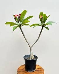 Buy Bharat Vumi Frangipani Tree | Exotic Plumeria with Stunning Flowers ...