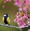 Image result for Spring Animals Background Images