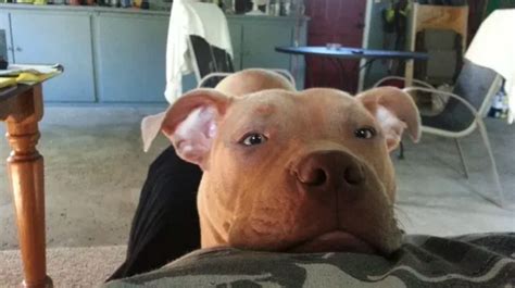 Image result for Terrifying Pit Bull