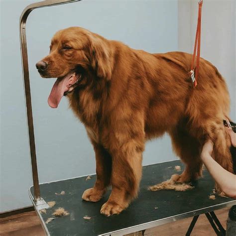 Advanced Techniques for Dog Grooming with Scissors - Dog Grooming
