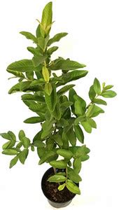 naturehils Guava Seed, GV45 Pure Organic Fruit Plant Seed, Aamruth ...