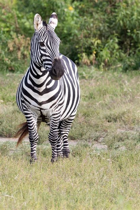 Image result for Zebra Front View