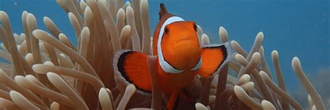 Pricing | Barefoot Scuba