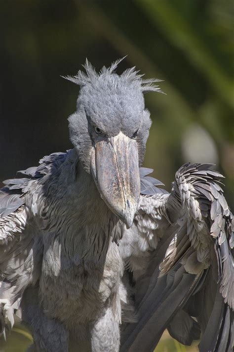 Shoebill Stork | Scary birds, Shoebill stork, Shoebill