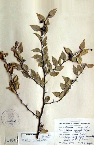 zizyphus_oxyphylla