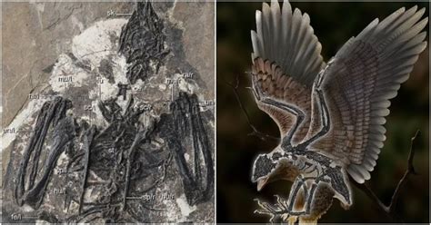 चीन के वैज्ञानिकों ने खोजा अजीबो-गरीब प्राणी का जीवाश्म, धड़ पक्षी का ...