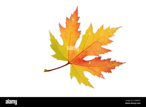 Image result for Silver Maple Tree Fall Color