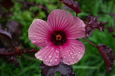 Are Hibiscus Perennials