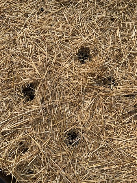 Something is making almost perfectly round holes in my raised beds ...