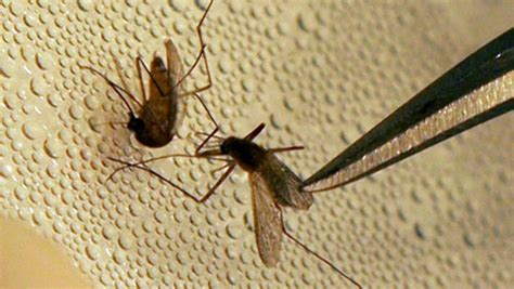 Vigorous Monsoon Brings Back Dengue Scare in State