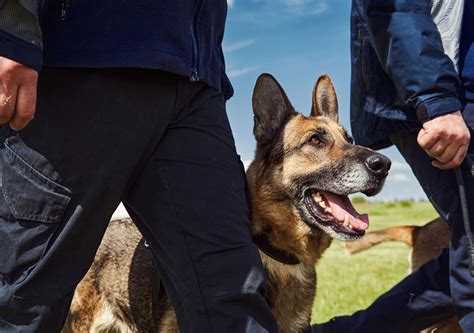 Training Guard Dogs for Protection 的图像结果