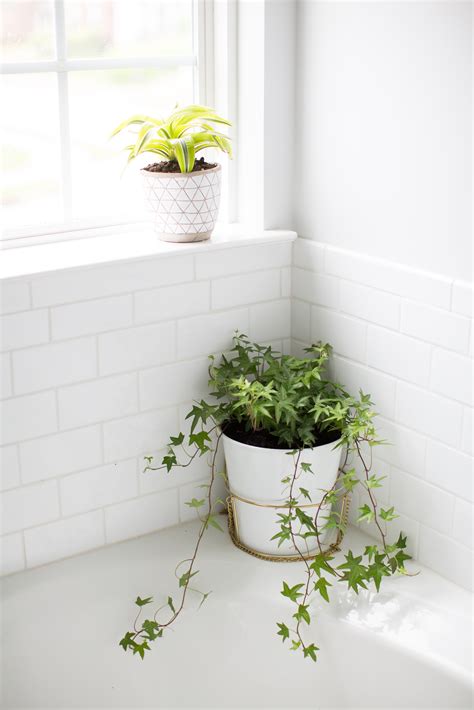 10 Best Plants for the Bathroom | Hello Nest
