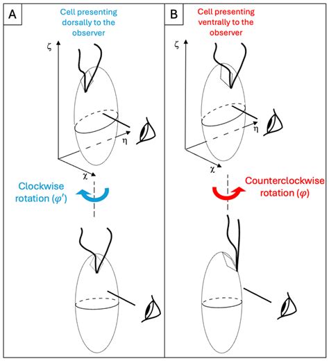 Hydrodynamic Effects of Mastigonemes in the Cryptophyte Chilomonas ...