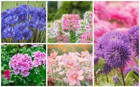 Cottage Garden Perennials 的图像结果